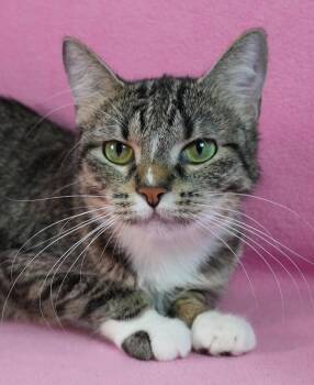 Rescue Domestic Short Hair Cats for Adoption in Minneapolis, Minnesota - Margarite | PetCurious