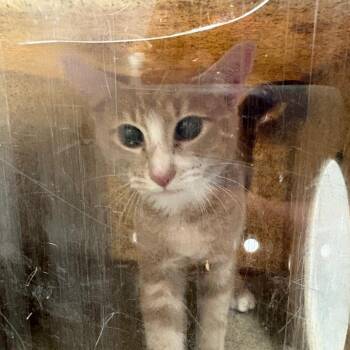 Dartanian -  Domestic Short Hair Cat for Adoption in Philadelphia, Pennsylvania - Dartanian | PetCurious