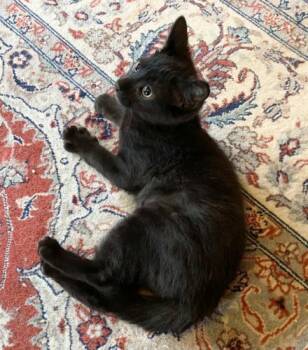 Rescue Domestic Short Hair Cats for Adoption in Saint Johnsbury, Vermont - Ebony | PetCurious