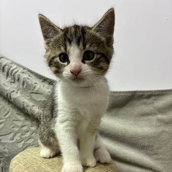 Domestic Short Hair Cats Available for Adoption in Auburn, Alabama - Cadbury | PetCurious