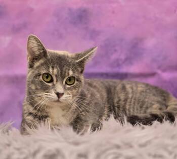 Lullaby -  Domestic Short Hair Cat Available for Adoption in Effingham, Illinois - Lullaby | PetCurious