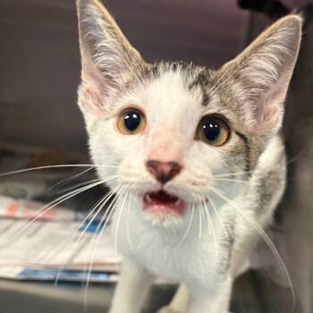 Duncan -  Domestic Short Hair Cat for Adoption in Lufkin, Texas - Duncan | PetCurious