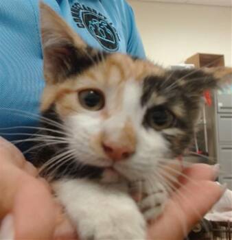 JENNY -  Domestic Short Hair Cat for Adoption in Doral, Florida - JENNY | PetCurious