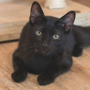 Rescue Domestic Short Hair Cats for Adoption in Los Angeles, California - Tin | PetCurious
