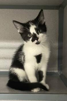 Marshmallow -  Domestic Medium Hair Cat for Adoption in Valley Park, Oklahoma - Marshmallow | PetCurious