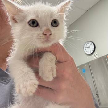 Cav -  Domestic Short Hair Cat for Adoption in Normal, Illinois - Cav | PetCurious