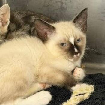 Raven -  Domestic Short Hair Cat for Adoption in Cumming, Georgia - Raven | PetCurious