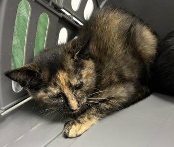 Sf26 Fiona -  Domestic Short Hair Cat for Adoption in Lawrenceville, Georgia - Sf26 Fiona | PetCurious