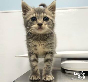 Misty -  Domestic Short Hair and Tabby Cat for Adoption in Washington, District Of Columbia - Misty | PetCurious