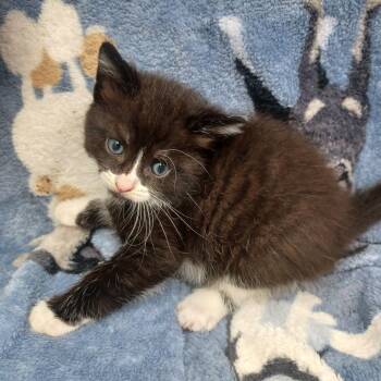 Domestic Short Hair Cats Available for Adoption in New Tazewell, Tennessee - Miller | PetCurious