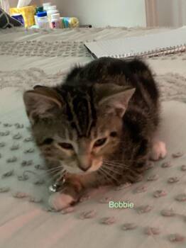 Bobbie -  Domestic Short Hair Cat for Adoption in Ogden, Utah - Bobbie | PetCurious