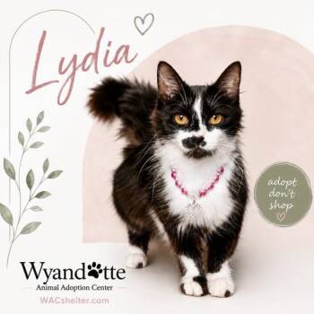 LYDIA -  Domestic Long Hair Cat for Adoption in Wyandotte, Michigan - LYDIA | PetCurious