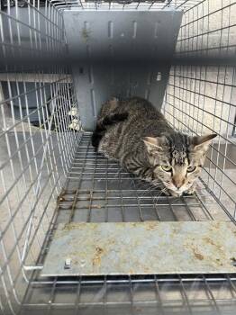 Domestic Short Hair Cats Available for Adoption in Dallas, Texas - RAGE | PetCurious