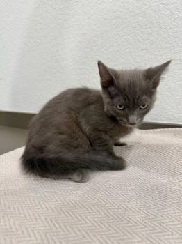 Domestic Short Hair Cats Available for Adoption in Las Vegas, Nevada - Skye | PetCurious