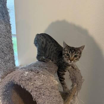 Domestic Short Hair Cats Available for Adoption - Biscuit | PetCurious