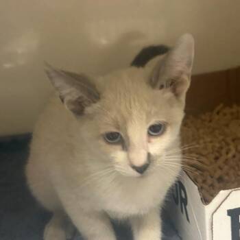 Memphis -  Domestic Short Hair Cat for Adoption in Yuma, Arizona - Memphis | PetCurious