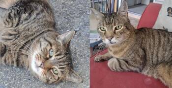 Albert & Freddie -  Domestic Short Hair Cat for Adoption in Lemoyne, Pennsylvania - Albert & Freddie | PetCurious