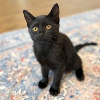Little Debbie Midnight Magic -  Bombay and Domestic Short Hair Cat for Adoption in Friendswood, Texas - Little Debbie Midnight Magic | PetCurious