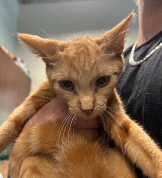 Piglet -  Domestic Short Hair Cat Available for Adoption in Gautier, Mississippi - Piglet | PetCurious