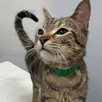 Fantasma -  Domestic Short Hair Cat for Adoption in Edwardsville, Illinois - Fantasma | PetCurious