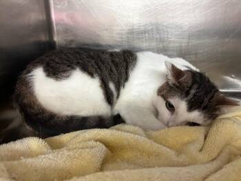 Wisp -  Domestic Short Hair Cat for Adoption in Lima, Ohio - Wisp | PetCurious