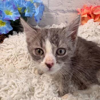 Finch -  Domestic Short Hair Cat for Adoption in Harrisonburg, Virginia - Finch | PetCurious