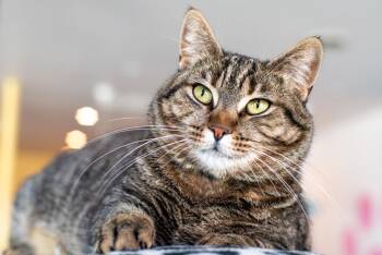 Rescue Domestic Short Hair Cats for Adoption in Long Beach, California - Bebe | PetCurious