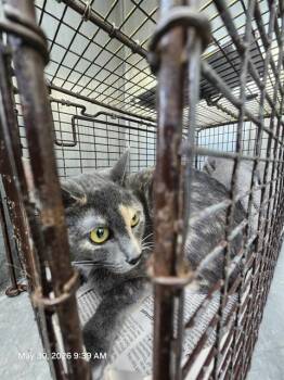 Domestic Short Hair Cats Available for Adoption in San Antonio, Texas - OHANZEE | PetCurious