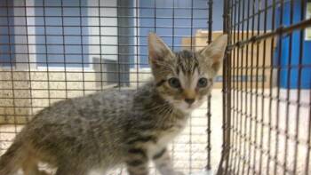 KATHERINA -  Domestic Short Hair Cat Available for Adoption in Doral, Florida - KATHERINA | PetCurious
