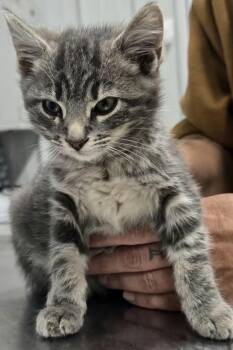 Chucky -  Domestic Medium Hair Cat for Adoption in Hillsdale, Indiana - Chucky | PetCurious