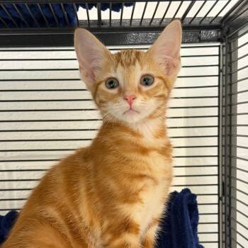 Bambi -  Domestic Short Hair Cat Available for Adoption in Hampton Bays, New York - Bambi | PetCurious