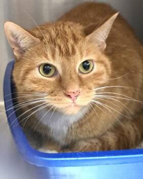 Hammy -  Domestic Short Hair Cat for Adoption in Fishers, Indiana - Hammy | PetCurious