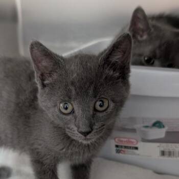 Ethel -  Domestic Short Hair Cat for Adoption in Reisterstown, Maryland - Ethel | PetCurious
