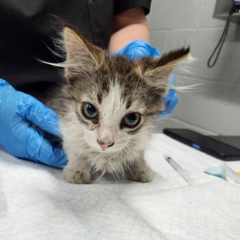 Rescue Domestic Medium Hair Cats for Adoption in Summerville, South Carolina - Toni | PetCurious