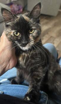 Shelly -  Tortoiseshell Cat for Adoption in Syracuse, New York - Shelly | PetCurious