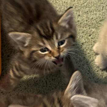Tangra - Red Black Tabby -  Domestic Short Hair Cat Available for Adoption in Greenfield, Indiana - Tangra - Red Black Tabby | PetCurious