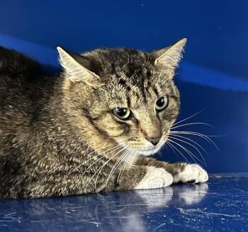 Domestic Short Hair Cats Available for Adoption in Westminster, Maryland - PABLO | PetCurious