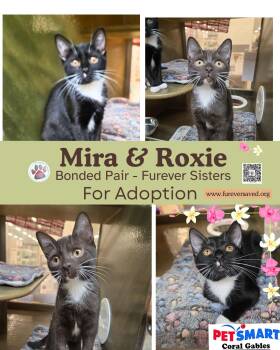 Mira and Roxie - Bonded pair - Furever sisters -  Domestic Short Hair Cat for Adoption in Miami, Florida - Mira And Roxie - Bonded Pair - Furever Sisters | PetCurious