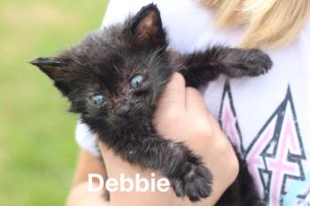 Debbie -  Domestic Short Hair Cat for Adoption in Johnson City, Tennessee - Debbie | PetCurious