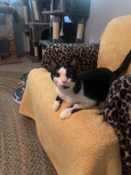 Zac -  Domestic Short Hair Cat for Adoption in Cincinnati, Ohio - Zac | PetCurious