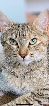 Rescue Domestic Short Hair Cats for Adoption in Syosset, New York - Penny | PetCurious