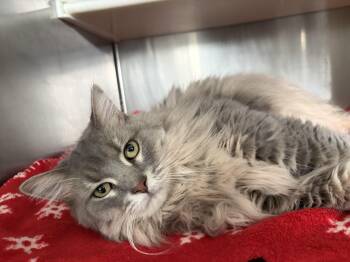 Vidalia -  Domestic Long Hair Cat for Adoption in Frankfort, Indiana - Vidalia | PetCurious