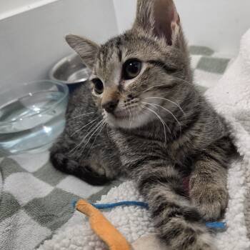 Nena -  Tabby Cat for Adoption in Wilmington, North Carolina - Nena | PetCurious