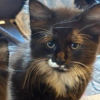 Happy -  Domestic Medium Hair and Domestic Short Hair Cat for Adoption in Lynchburg, Virginia - Happy | PetCurious