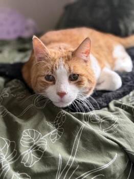 Domestic Short Hair Cats Available for Adoption in Denver, Colorado - Torpedo | PetCurious
