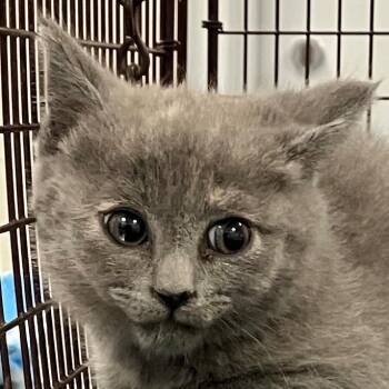 Domestic Short Hair Cats Available for Adoption in Las Cruces, New Mexico - 105964 | PetCurious