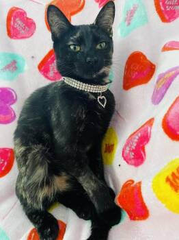 Domestic Short Hair Cats Available for Adoption - CORA | PetCurious