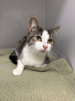 Elizabeth ~ Available at PetSmart Warsaw, IN! -  Domestic Short Hair Cat for Adoption in Rochester, Indiana - Elizabeth ~ Available At PetSmart Warsaw, IN! | PetCurious