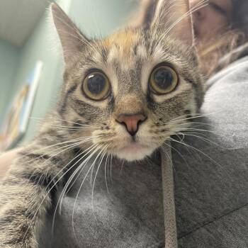 American Shorthair Cats Available for Adoption - Layla | PetCurious