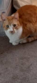 MEKO -  Domestic Short Hair Cat for Adoption in Long Beach, California - MEKO | PetCurious